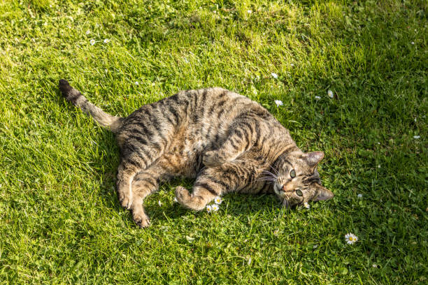 istock cute cat enjoys the green grass 675760628