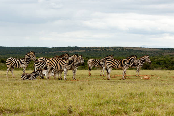 istock Zebras standing and lining up for some water 675761306
