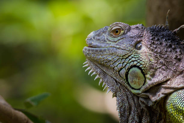 istock iguana in portrait 675761394