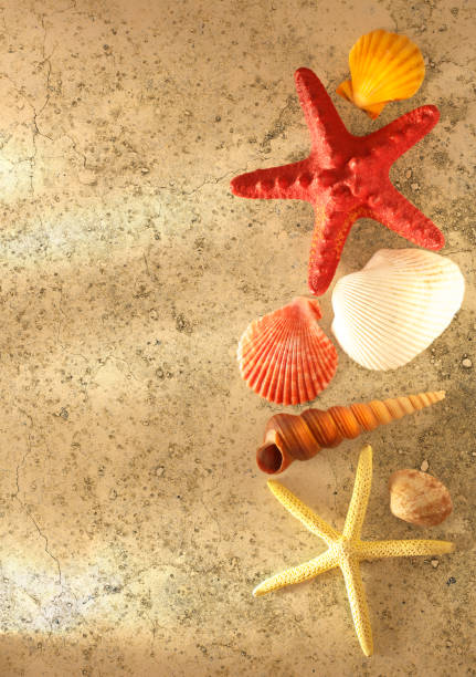 istock Collection of sea shells and stars 675763586