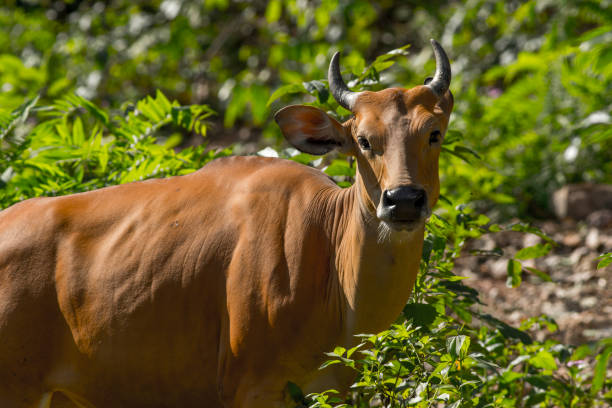istock close up of banteng 675763634