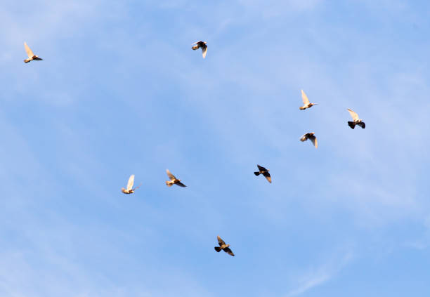 istock a flock of pigeons in the sky 675764782