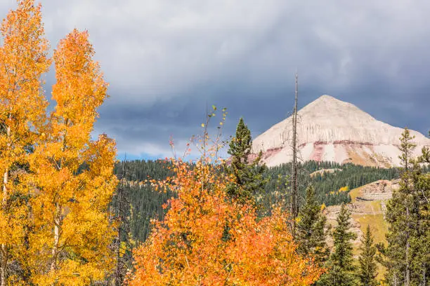 View of golden aspen and pine forests in rocky mountains in Colorado during autumn