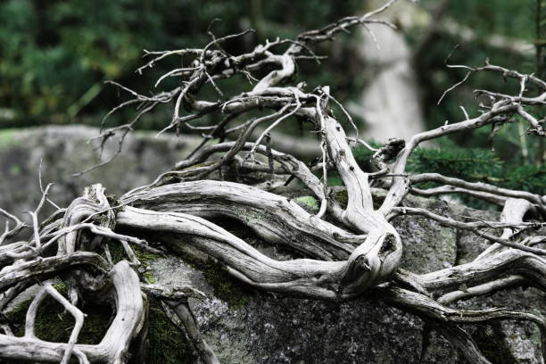 istock Branches of whitened and tortuous wood 675770080