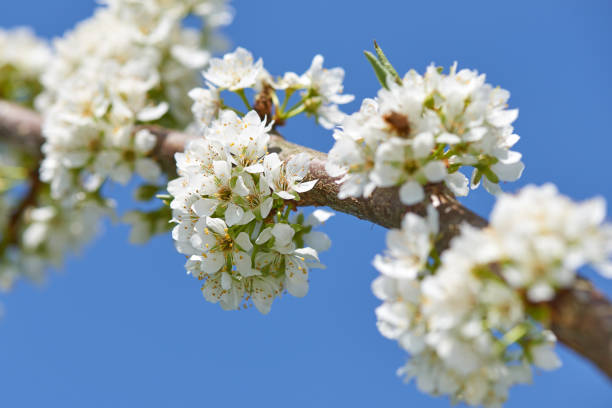 Beautiful white plum flowers in spring stock photo