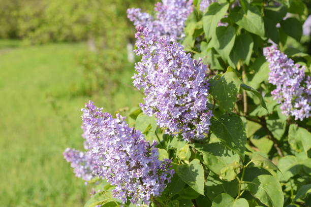 lilas flores en las ramas. al aire libre hermosas flores lila púrpura. - may leaf spring green fotografías e imágenes de stock