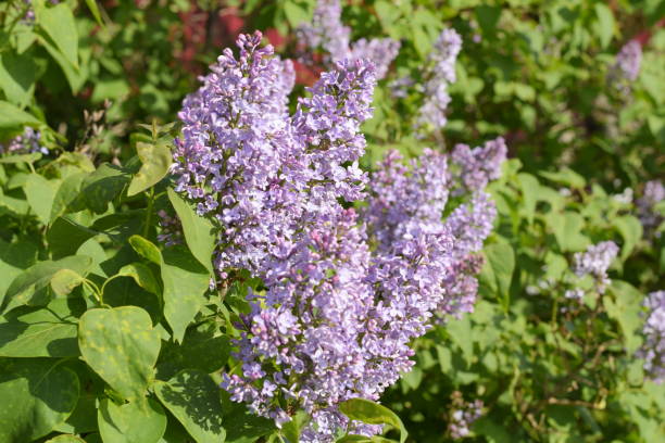 fiori lilla sui rami. bellissimi fiori di lilla viola all'aperto. - may leaf spring green foto e immagini stock