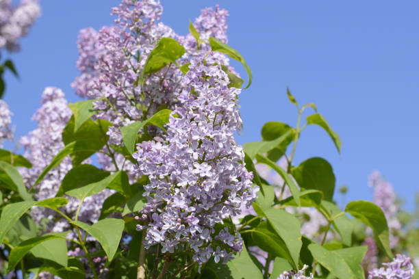 lilas flores en las ramas. al aire libre hermosas flores lila púrpura. - may leaf spring green fotografías e imágenes de stock