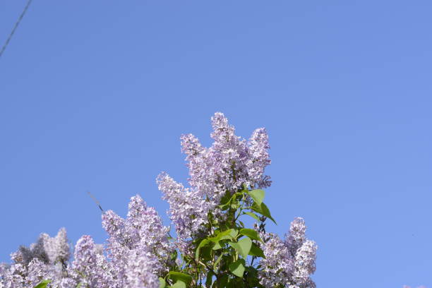 цветы сирени на ветвях. красивые фиолетовые цветы сирени на открытом воздухе. - may leaf spring green стоковые фото и изображения
