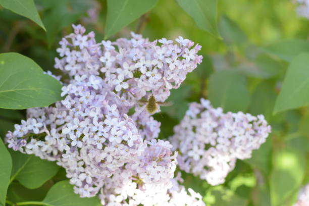 lilas flores en las ramas. al aire libre hermosas flores lila púrpura. - may leaf spring green fotografías e imágenes de stock