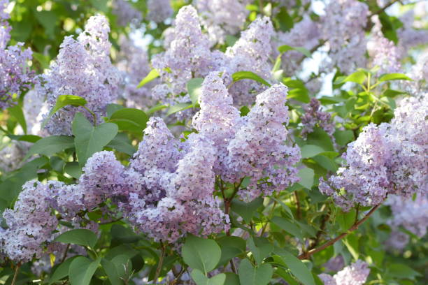 lilas flores en las ramas. al aire libre hermosas flores lila púrpura. - may leaf spring green fotografías e imágenes de stock