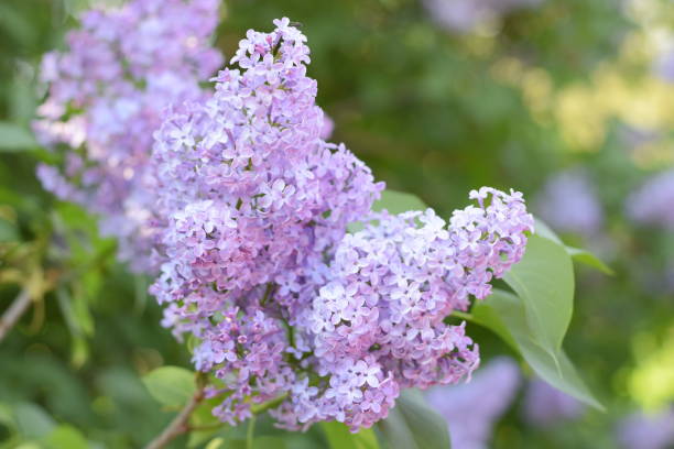 цветы сирени на ветвях. красивые фиолетовые цветы сирени на открытом воздухе. - may leaf spring green стоковые фото и изображения