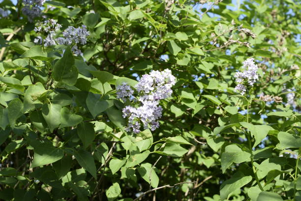 lilas flores en las ramas. al aire libre hermosas flores lila púrpura. - may leaf spring green fotografías e imágenes de stock