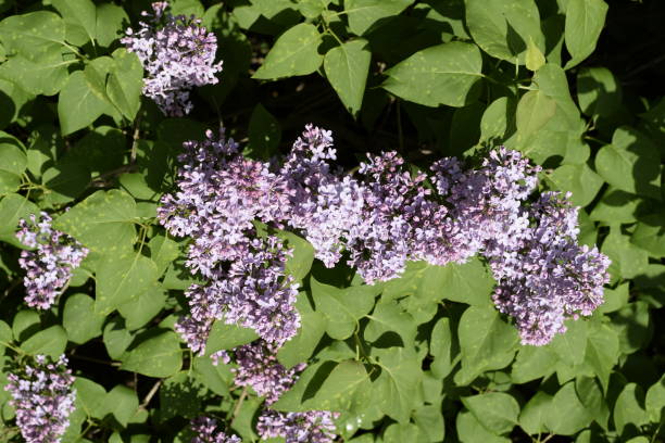 lilas flores en las ramas. al aire libre hermosas flores lila púrpura. - may leaf spring green fotografías e imágenes de stock