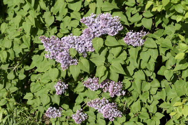 fiori lilla sui rami. bellissimi fiori di lilla viola all'aperto. - may leaf spring green foto e immagini stock