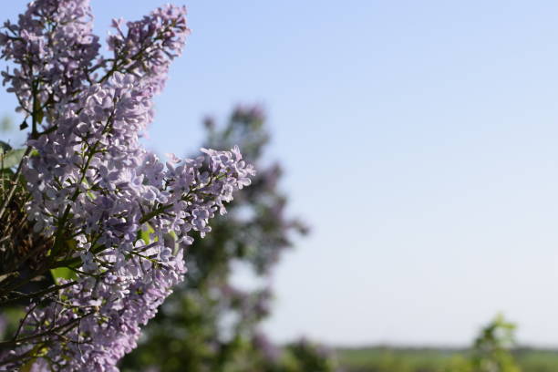 fiori lilla sui rami. bellissimi fiori di lilla viola all'aperto. - may leaf spring green foto e immagini stock