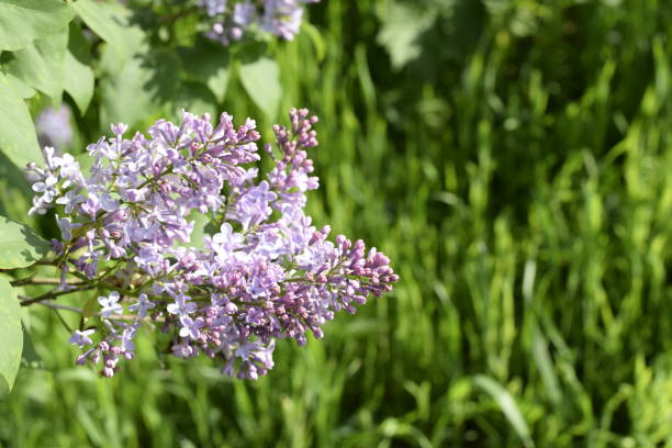 fiori lilla sui rami. bellissimi fiori di lilla viola all'aperto. - may leaf spring green foto e immagini stock