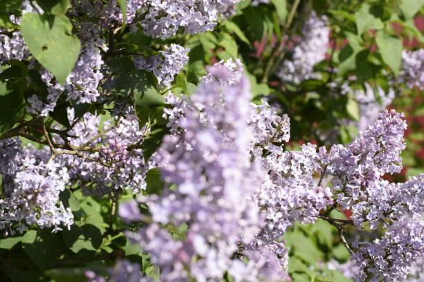 lilas flores en las ramas. al aire libre hermosas flores lila púrpura. - may leaf spring green fotografías e imágenes de stock