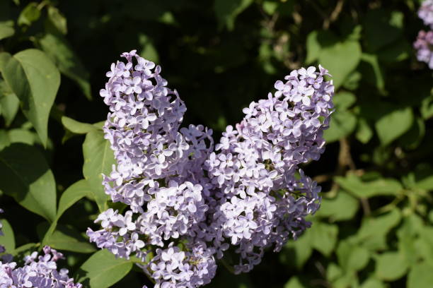 lilas flores en las ramas. al aire libre hermosas flores lila púrpura. - may leaf spring green fotografías e imágenes de stock