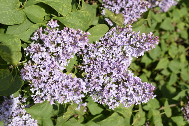 fiori lilla sui rami. bellissimi fiori di lilla viola all'aperto. - may leaf spring green foto e immagini stock