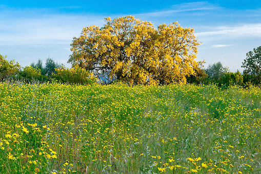 Flowery prairie land in Afyon Karahisar Phrygian Valley.