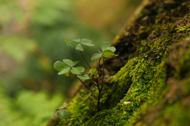 istock Beauty in nature 675773960