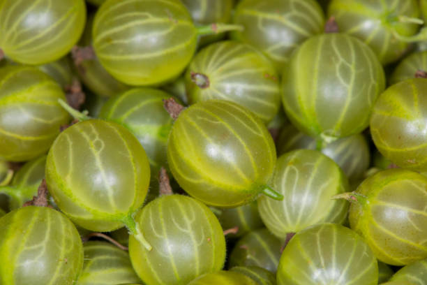 Fresh green gooseberries background stock photo