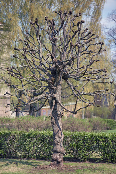 Tree without leaves in spring stock photo