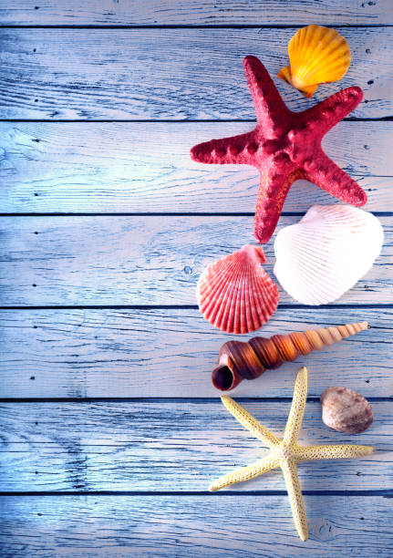 istock Collection of sea shells and stars 675779934