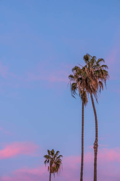 istock Tall thin three palm trees in California with purple pink sunset sky in background 675780206