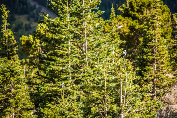 Clark's nutcracker bird in the Rocky Mountains in Colorado perched on top of pine tree in forest