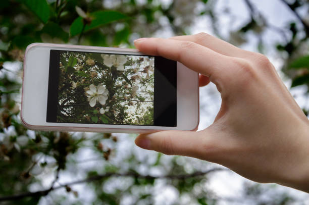 istock Phone with a photo of a cherry blossom 675782830