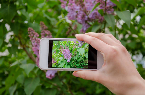 istock Phone with lilac photo 675782832