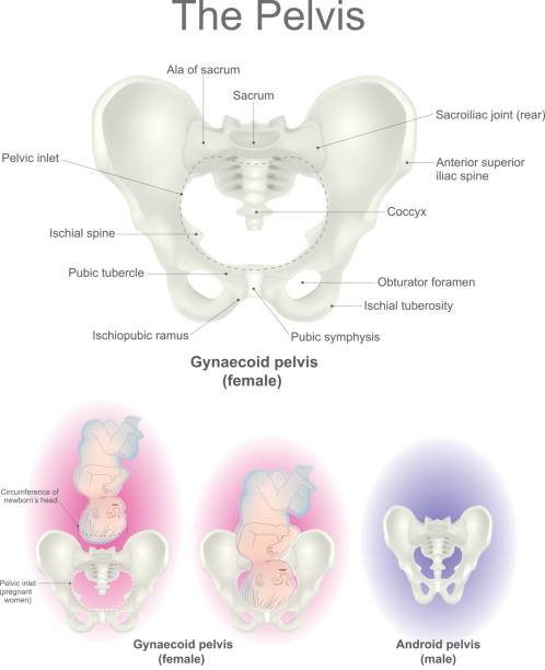 ilustraciones, imágenes clip art, dibujos animados e iconos de stock de la pelvis. órganos reproductivos femel. - sacrum