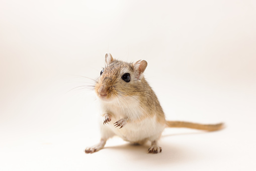 Fluffy cute rodent - gerbil on neutral background
