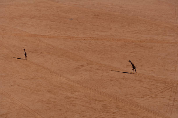 istock Kenya from the air 675786702