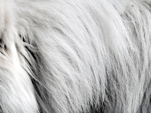 istock Texture of surface of natural white wool close-up 675786718