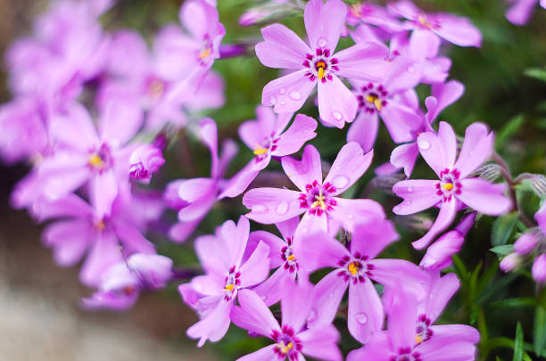 istock Little flowers blooming phlox pink with 675786740