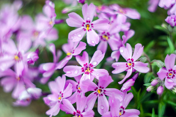 istock Little flowers blooming phlox pink with 675786744