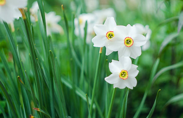 istock Daffodils spring flowers growing up and smell 675786774