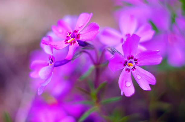 istock Little flowers blooming phlox pink with 675786784