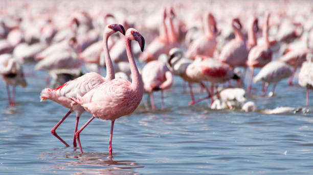 istock Pink Flamingoes 675789392