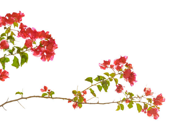 istock Santa Rita Flowers Isolated 675789446