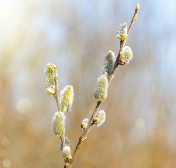 istock Willow branches with buds. Beautiful yellow pussy willow flowers branches. 675790024