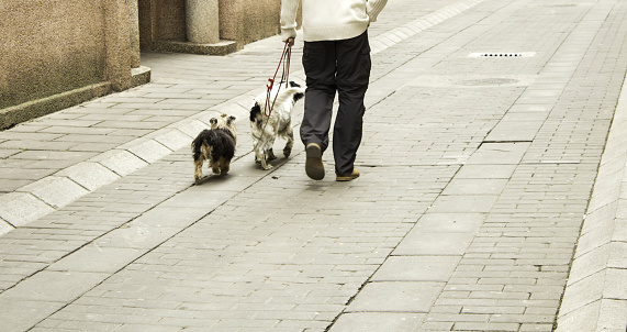 Man walking dogs on the street, people and animals