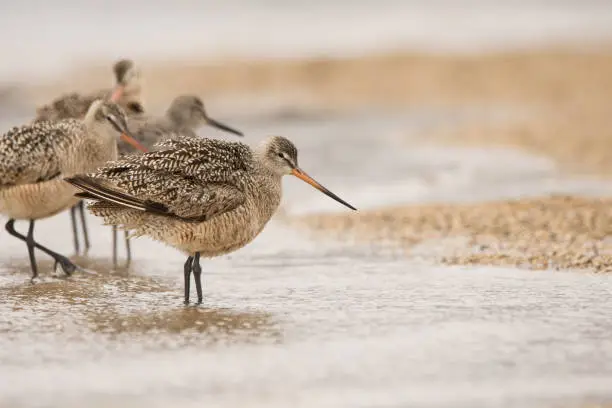 Photo of Marbled Godwits and Willet