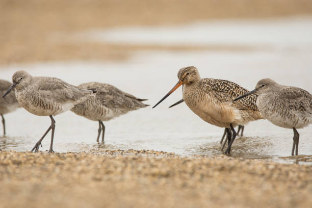 marbled godwit i willets - sandpiper willet godwit marbled godwit zdjęcia i obrazy z banku zdjęć