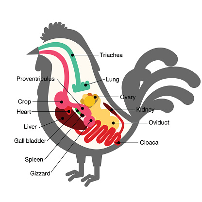 chicken egg life cycle and anatomy illustration vector