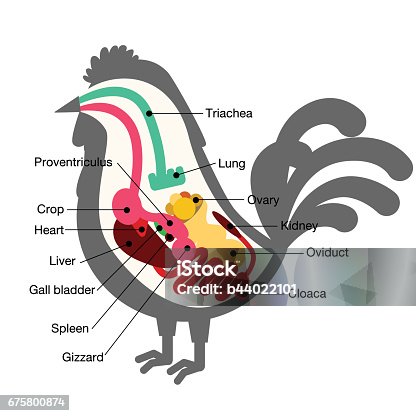 istock chicken egg life cycle 675800874