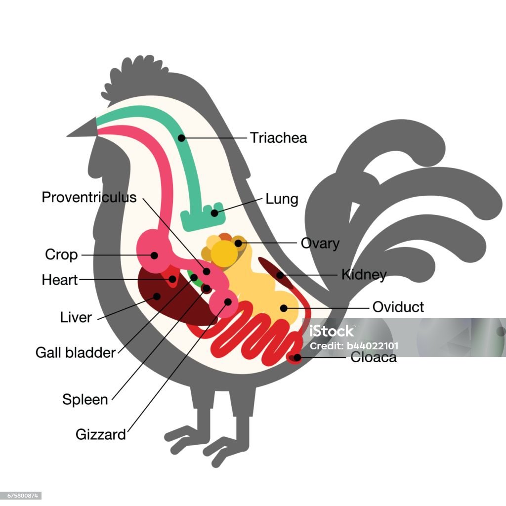 chicken egg life cycle chicken egg life cycle and anatomy illustration vector Anatomy stock vector